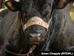 A bull named Soko awaits his time to fight.
