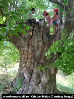 Cel mai gros fag de pe platforma Arboriremarcabili.ro, cu circumferință de peste 7 metri, fotografiat de Cristian Maloș în Subcarpații Buzăului.