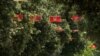 Montenegrin flags, Independence Day, Podgorica, Montenegro