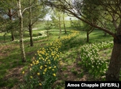 Daffodils in a patch of forest in Dobropark