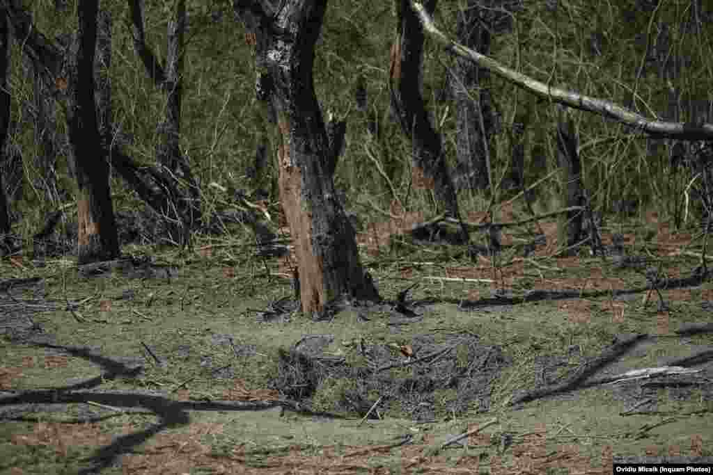 Charred tree trunks near the apparent explosion crater. On September 4, Kyiv claimed that Russian kamikaze drones had struck the territory of Romania during an attack on Izmayil, a port city on Ukraine’s Danube delta, early that morning. The claims sparked a sequence of assertions and denials that have rocked Romania's government.