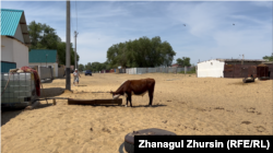 A cow in the village of Zhyltyr in the Aqtobe region.