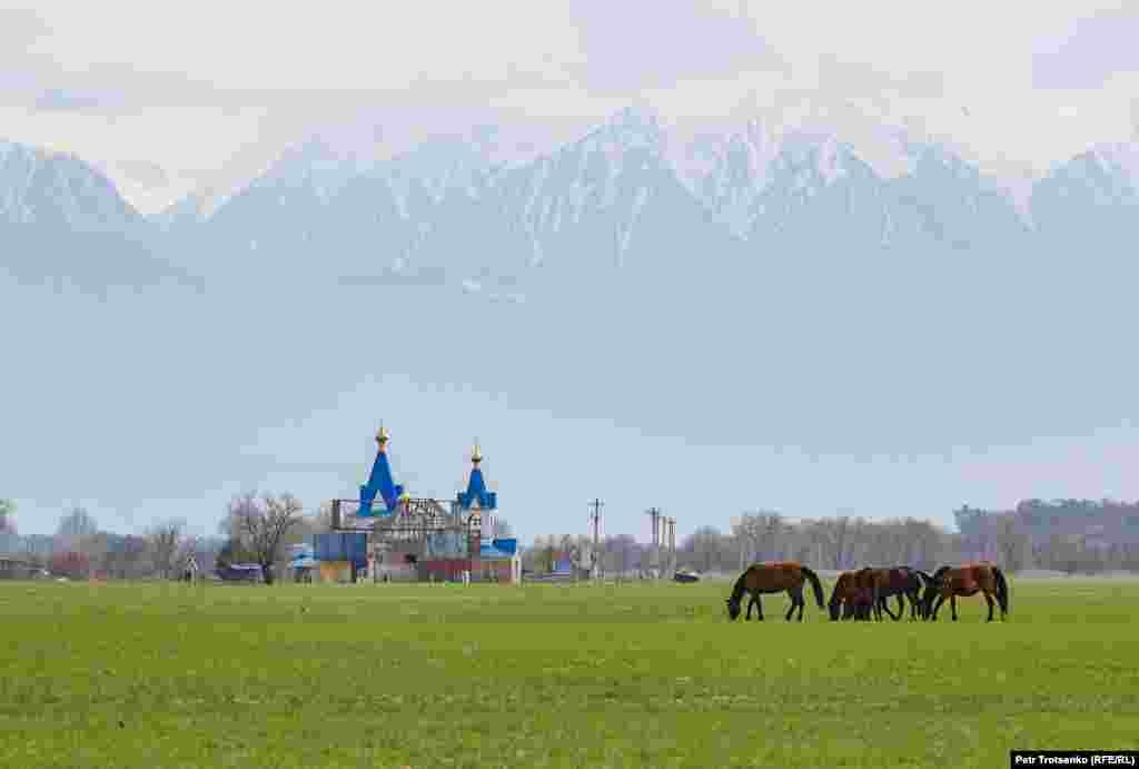 Лошади пасутся на зеленеющем поле неподалеку от Алматы