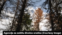Zaraženi četinar, juni 2024.