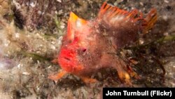 Thymichthys politus