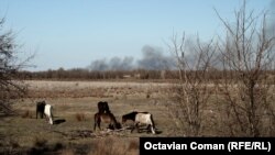 Caii din Delta Dunării pasc primăvara înconjurați de incendii de vegetație.