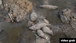 Hiljade riba uginulo je u akumulacionom jezeru Kahovka a Ukrajina je pokrenula istragu ekocida nad branom