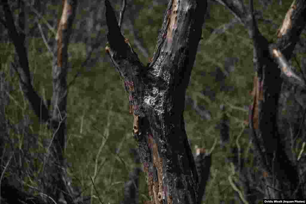 A charred tree trunk at the site of the purported explosion. On September 7, NATO Secretary-General Jens Stoltenberg addressed the apparent drone impacting NATO territory, saying, “We don't have any information indicating an intentional attack by Russia, and we are awaiting the outcome of the ongoing investigation." In November 2022, Kyiv accused Moscow of launching a missile that killed two people in NATO member Poland. It was later revealed the missile was probably Ukrainian.