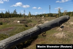 Vaci pasc pe terenuri care au fost afectate de dezghețarea stratului de permafrost.