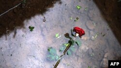 Ruža na ukopu žrtava genocida u Srebrenici, Potočari, jul 2010.