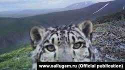 A snow leopard in Sailyugemsky National Park 