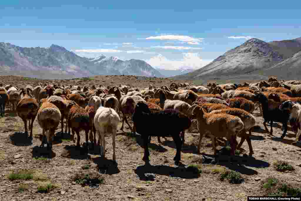 Fat-tailed sheep and goats, the livestock of Kyrgyz Pamir shepherds in northeastern Afghanistan’s remote Wakhan Corridor