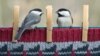 Carolina chickadees perch on a clothesline in Ohio in one of the winners of the Great Backyard Bird Count 2013 photo contest (by Michele Black).