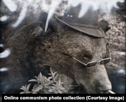 A bear after being killed during one of Ceausescu’s hunting trips with a cigarette in his nostril, glasses, and a hat.