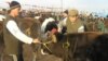 Кыргызстан малын паспорттоштурганы калды