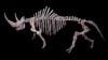 Siberia Surrenders Woolly Rhino Mysteries
