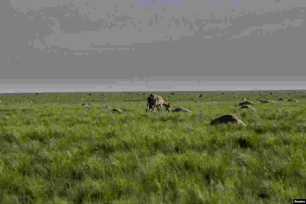 A saiga mother and her calf graze next to the carcasses of hundreds of dead antelopes in the northern Qostanai region of Kazazkhstan on May 20, 2015.