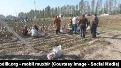 Бўш чаноқларга пахта тўлдириляпти