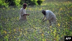 Efforts to curb Afghanistan's opium crop have had little impact.