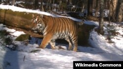 Returning tigers to Central Asia would involve using the Amur tiger from the Russian Far East, a subspecies that is nearly identical genetically to the extinct Caspian tiger.