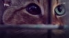 На Корсике нашли новый вид кошки – кошку-лису