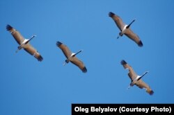 Журавли-красавки. Автор — Олег Белялов. Фотография предоставлена сыном фотографа Алексеем Беляловым.