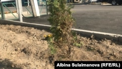 Туя в Таласе. 28 августа 2018 года.