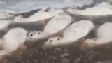Cover/Video - mass death of saiga in Kazakhstan