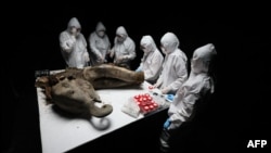 <p>Scientists at the North-Eastern Federal University in Yakutsk perform a necropsy on a 50,000-year-old baby mammoth nicknamed "Yana," which was recovered from the permafrost in Russia's Yakutia region. 