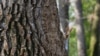 За даними Global Forest Watch, у 2020 році світ втратив 258 тисяч квадратних кілометрів лісів