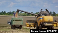 Під час завантаження щойно зібраної пшениці з комбайна у вантажівку, неподалік від Харкова, фото від 30 липня