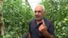 «Մենակ շուկան ա, որ գյուղացու մեջքին խփում է». բերքից գյուղատնտեսները գոհ են, բայց իրացնելը խնդիր է