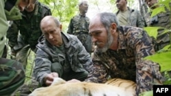 "Дикую" тигрицу для Путина привезли из зоопарка?