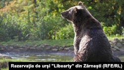 Romania has arguably the largest brown-bear population in the European Union, and bear hunting is banned unless the animals pose a direct threat to farmers and their livestock.