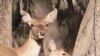 Bukhara deer in Uzbekistan's Zarafshan Nature Reserve