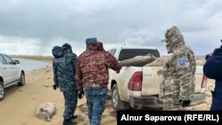 Сотрудники Жайык-Каспийской межобластной бассейновой инспекции собирают туши тюленей в Тупкараганском районе. Мангистауская область, 6 ноября 2024 года