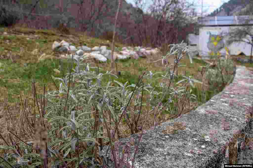 Eko centar Blagaj radi i na očuvanju autohtonih, hercegovačkih, aromatičnih biljnih vrsta. Na slici je nasad hercegovačke kadulje.