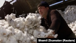 Cotton makes up one-quarter of Uzbekistan's GDP. (file photo)