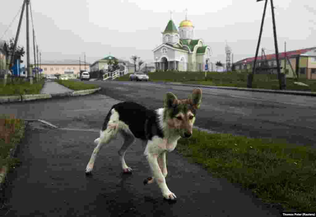 Кунашир – один из четырех островов, который Токио называет Северной территорией. Он расположен всего в 20 километрах от Японии. 