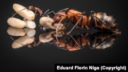 Furnicile dulgher, cunoscute sub numele de Camponotus habereri.