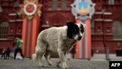 Москва, 30 апреля, собака, гуляющая по Красной площади на фоне Исторического музея, украшенного к празднованию 70-летия Победы