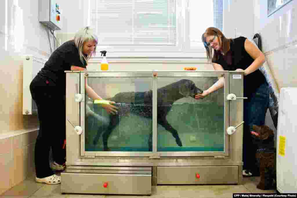 First Prize, Nature and Environment: A dog receives aquatherapy at a veterinarian's office. ("Respekt"/Matej Stransky)