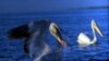 Government Expands Protection Of Steppes