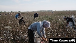Recent complaints from hundreds of Uzbeks around the country indicate that forced labor is continuing in Uzbekistan’s cotton sector. (file photo)
